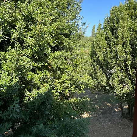 Taverna Dei Guelfi 西尼加利亚